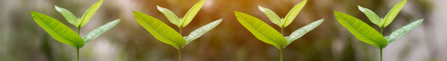 Imagen de cabecera de unas plantas